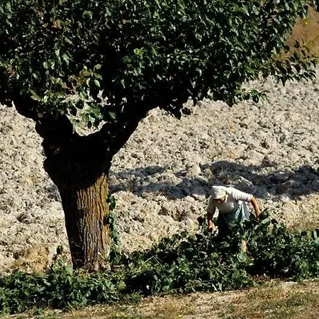 Casale Oliva In A Landscape Of Oaks, Olive E Cherry Trees