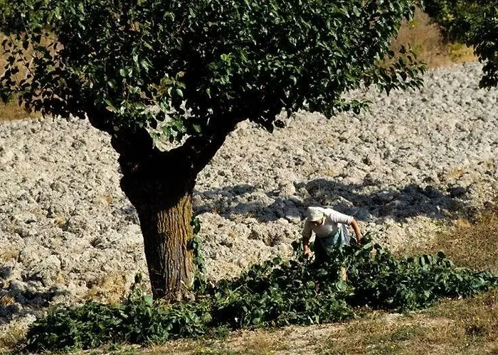 Casale Oliva In A Landscape Of Oaks, Olive E Cherry Trees